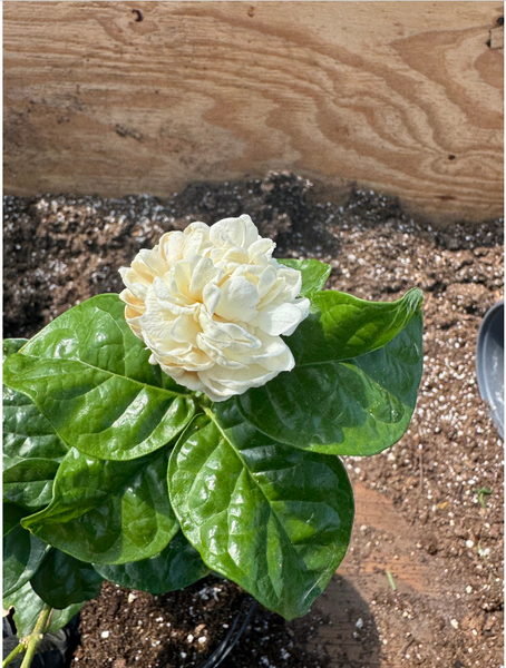arabian jasmine plant grand duke of tuscany Jasmine 'Grand Duke of Tuscany' plant in 1 gallon pot, Jasmine Sambac, –  The Amazing Seeds