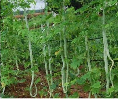 snake gourd plant White Long Snake Gourd Seeds, Potlakaya-Viper
