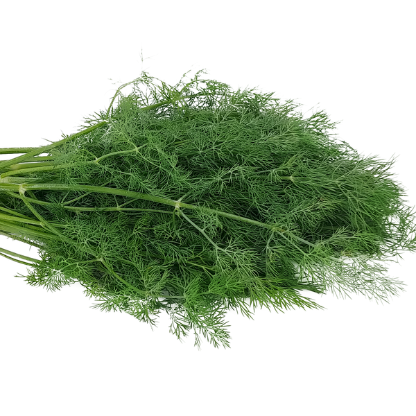Dill Bouquet, Dill weed, Heirloom Seeds The Amazing Seeds
