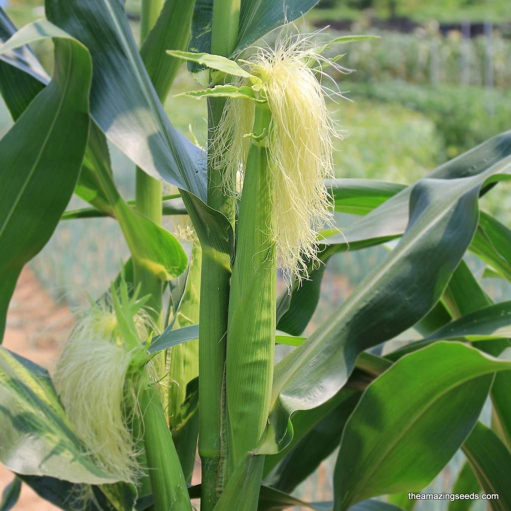 Corn, Japanese Hulless, Baby Corn, Mini Popcorn Seeds, Mini Corn,  Heirloom Seeds