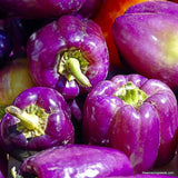 Heirloom Purple Beauty Sweet Pepper Seeds