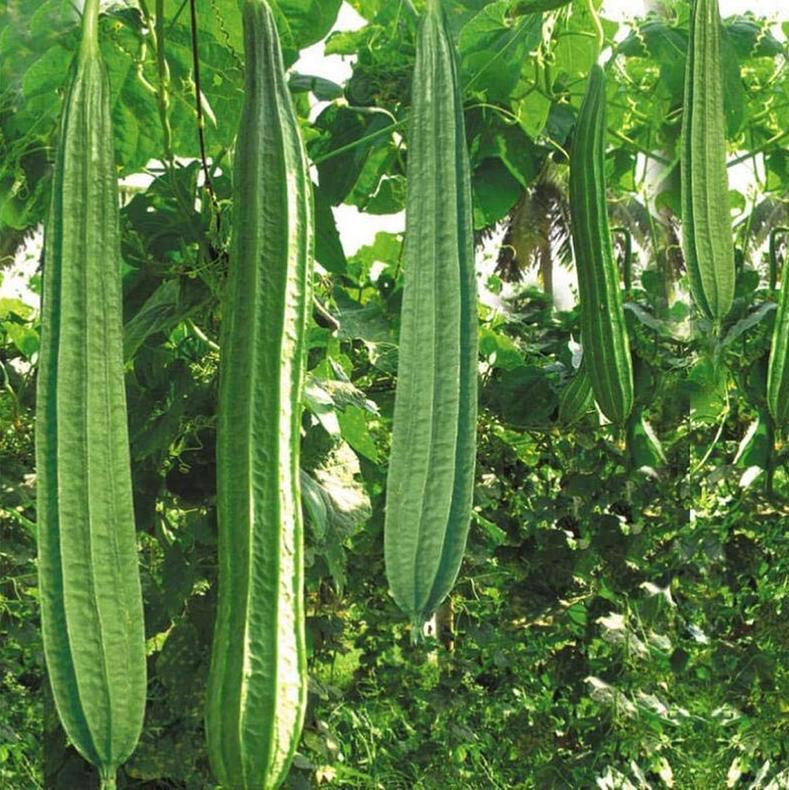 Angled Luffa, Buab Moom Hybrid, Tori, Turai, BeeraKayi, Ridge Gourd, Loofah seeds