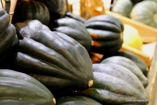 75+ Table Queen Acorn Winter Squash Seeds - Heirloom Non-GMO For Planting
