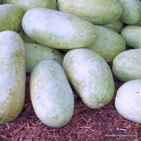 Charleston Grey Watermelon Seeds – Heirloom, 100 Seeds, Non-GMO, Open-Pollinated By Country Creek - View #2