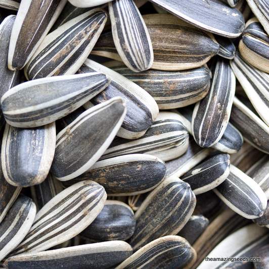 grey striped sunflower seeds for planting Sunflower Mammoth Grey Stripe Seeds – The Amazing Seeds