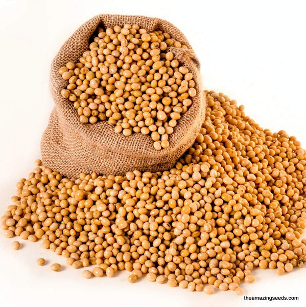 soybean plant seeds Soybeans, Yellow, Edamame, Non GMO, Microgreens, Sprouting, Heirloom S – The Amazing Seeds