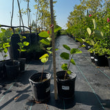 Sherbet Berry Plant Fruiting