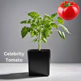 Tomato Seedling - Organically grown