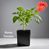 Tomato Seedling - Organically grown