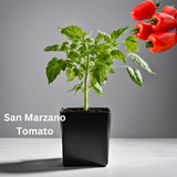 Tomato Seedling - Organically grown