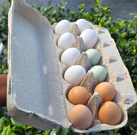 Pasture-Raised Farm Fresh Eggs 🥚🌱