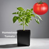 Tomato Seedling - Organically grown