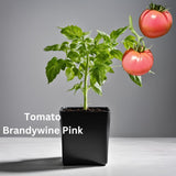 Tomato Seedling - Organically grown