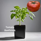 Tomato Seedling - Organically grown