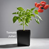 Tomato Seedling - Organically grown