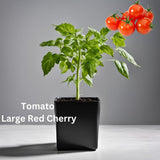 Tomato Seedling - Organically grown