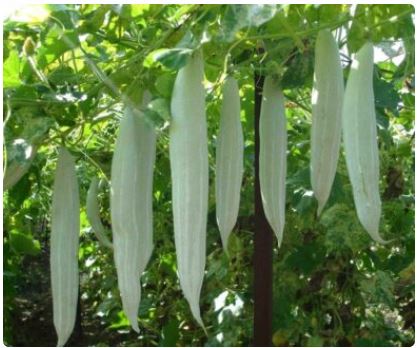 White Short Snake Gourd, Hybrid , Potlakaya-Serpent Seeds