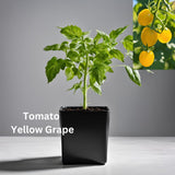 Tomato Seedling - Organically grown