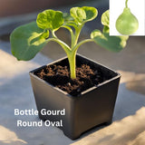 Bottle Gourd - Organically grown