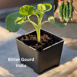 Bitter Gourd - Organically grown