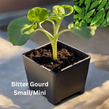 Bitter Gourd - Organically grown