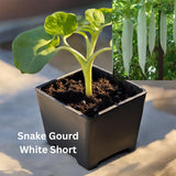 Snake Gourd - Organically grown