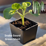 Snake Gourd - Organically grown