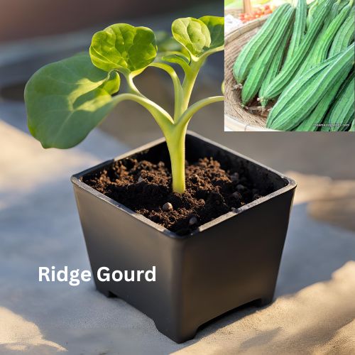 Ridge Gourd - Organically grown