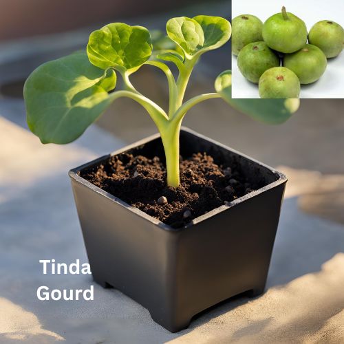 Tinda Gourd - Organically grown