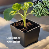 Cucumber - Organically grown