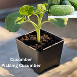 Cucumber - Organically grown