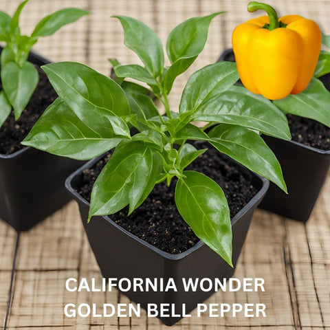 Pepper Seedling - Organically grown