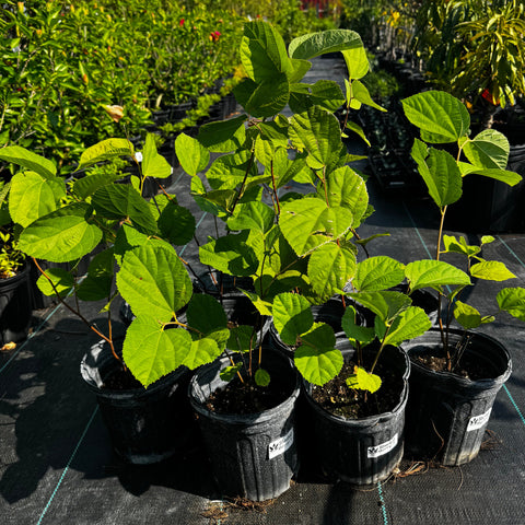 Sherbet Berry Plant Fruiting
