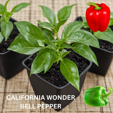 Pepper Seedling - Organically grown