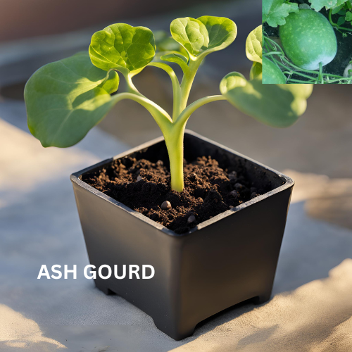 Ash Gourd - Organically grown