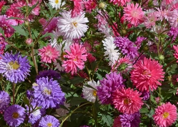 Aster, Giant Improved, Ostrich Feather, Crego, Aster seeds