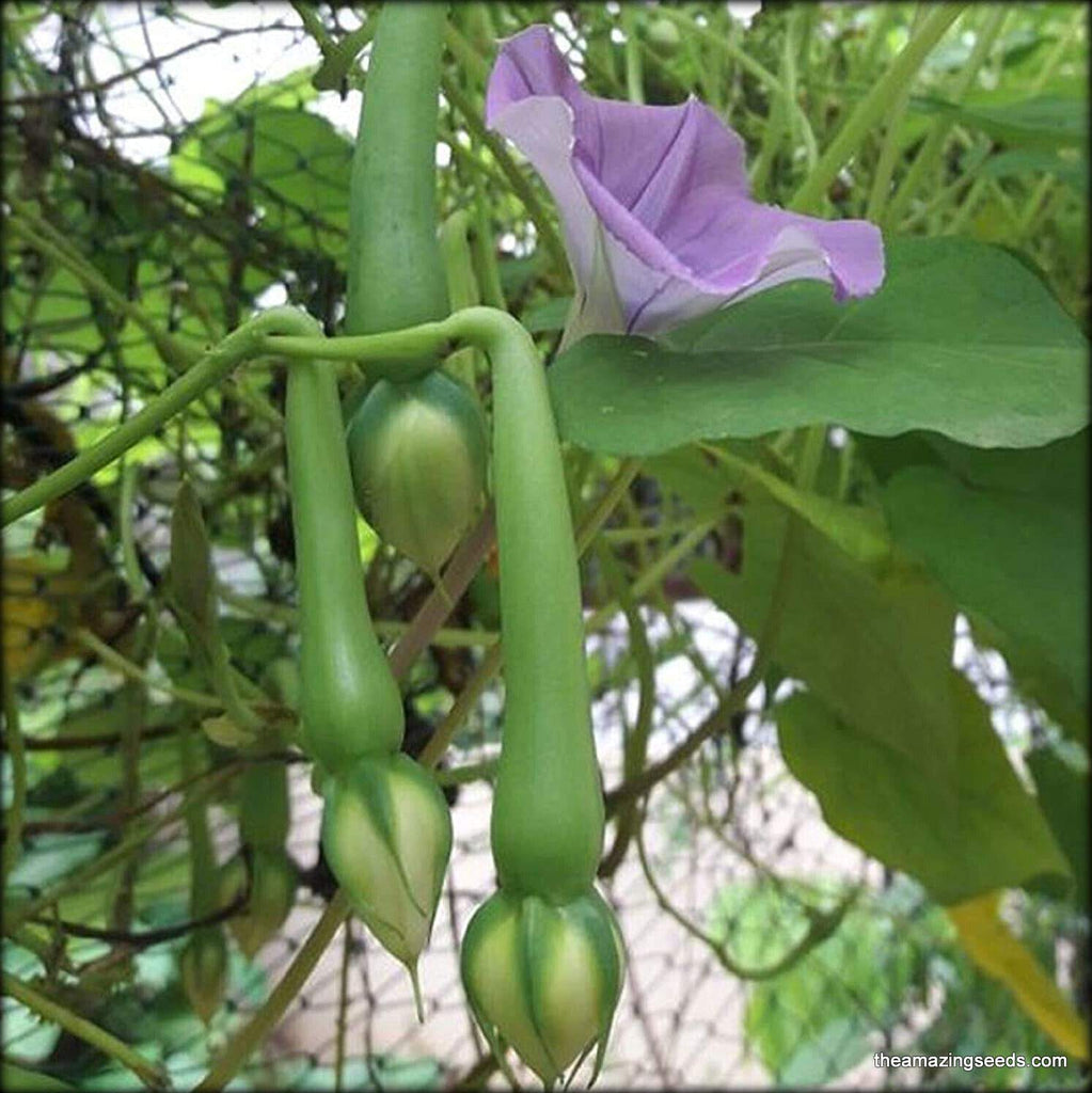 clove seeds for planting Clove Bean (Ipomoea Muricata), Nithya Vazhuthana Seeds 10 Seeds – The Amazing Seeds