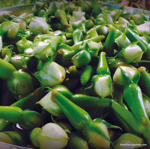 Clove Bean (Ipomoea Muricata), Nithya Vazhuthana Seeds
