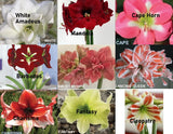 Amaryllis MINERVA Bulb in a Jute Bag,Jumbo size 30-32+, Perfect Holiday Gift