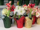 Amaryllis MINERVA Bulb in a Jute Bag,Jumbo size 30-32+, Perfect Holiday Gift