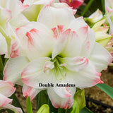 Amaryllis Bulb, Double Amadeus Bulb in Jute Bag,Jumbo size,Perfect Holiday Gift