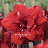 Amaryllis Double King Bulb in a Jute Bag,Jumbo size 30-32+, Perfect Holiday Gift