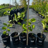 Sherbet Berry Plant Fruiting