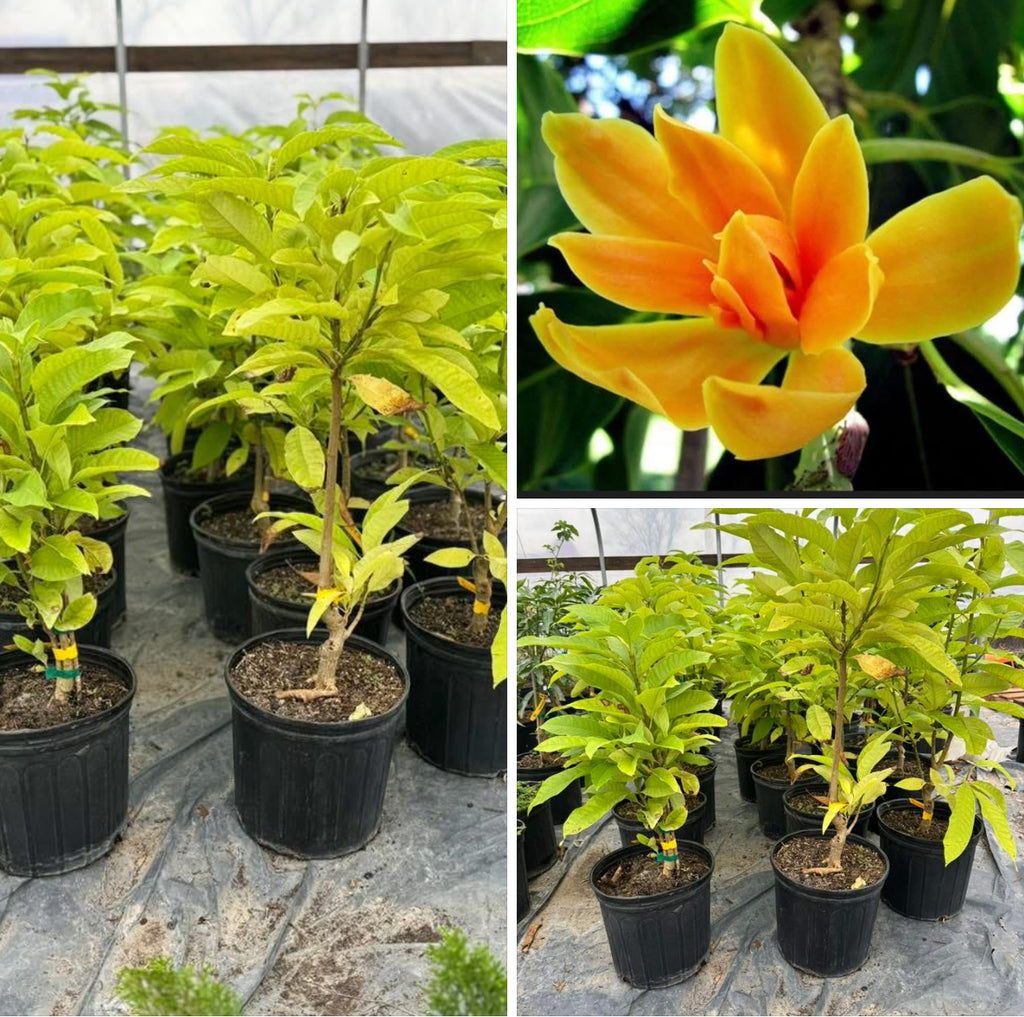 Champaca, Champak, Chafa Flower Tree