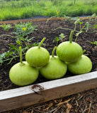 Round Bottle Gourd/ Dudhi/Lauki Seeds Upo or Opo Seeds