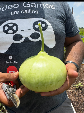 Round Bottle Gourd/ Dudhi/Lauki Seeds Upo or Opo Seeds