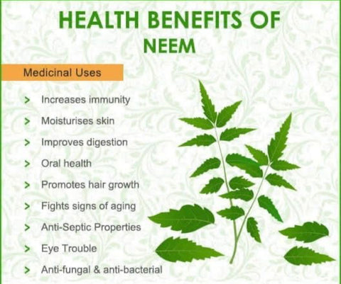 Indian Neem Plant, Azadirachta indica,Nimbda,Vepa plant, Free shipping