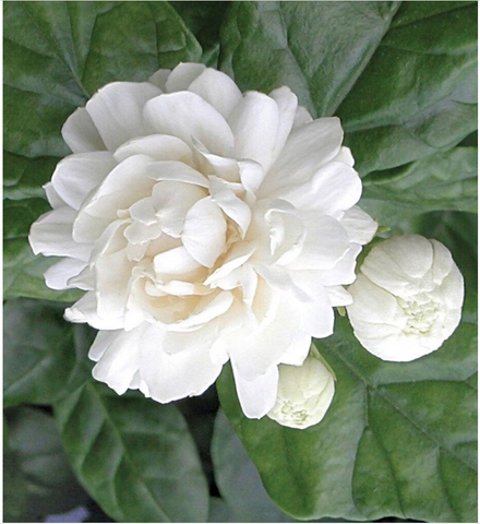 Jasmine ‘Grand Duke of Tuscany’ plant in 1 gallon pot, Jasmine Sambac, Butt Mogra,very fragrant