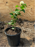 Jasmine ‘Grand Duke of Tuscany’ plant in 1 gallon pot, Jasmine Sambac, Butt Mogra,very fragrant