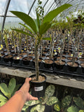 Plumeria, Frangipani, Hawaii, Lei flower, Champa plant